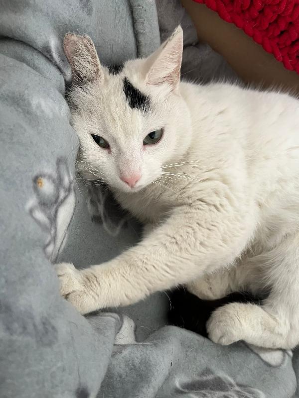 MINETTE, meravigliosa creatura Foto 4